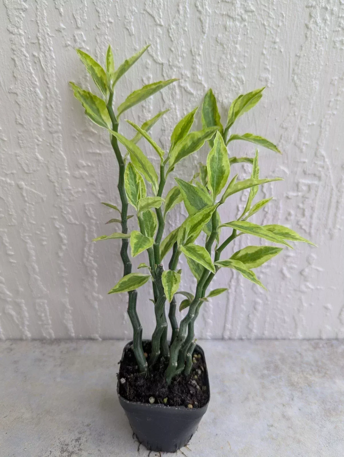 Variegated Devil's Backbone Plant - 2.5