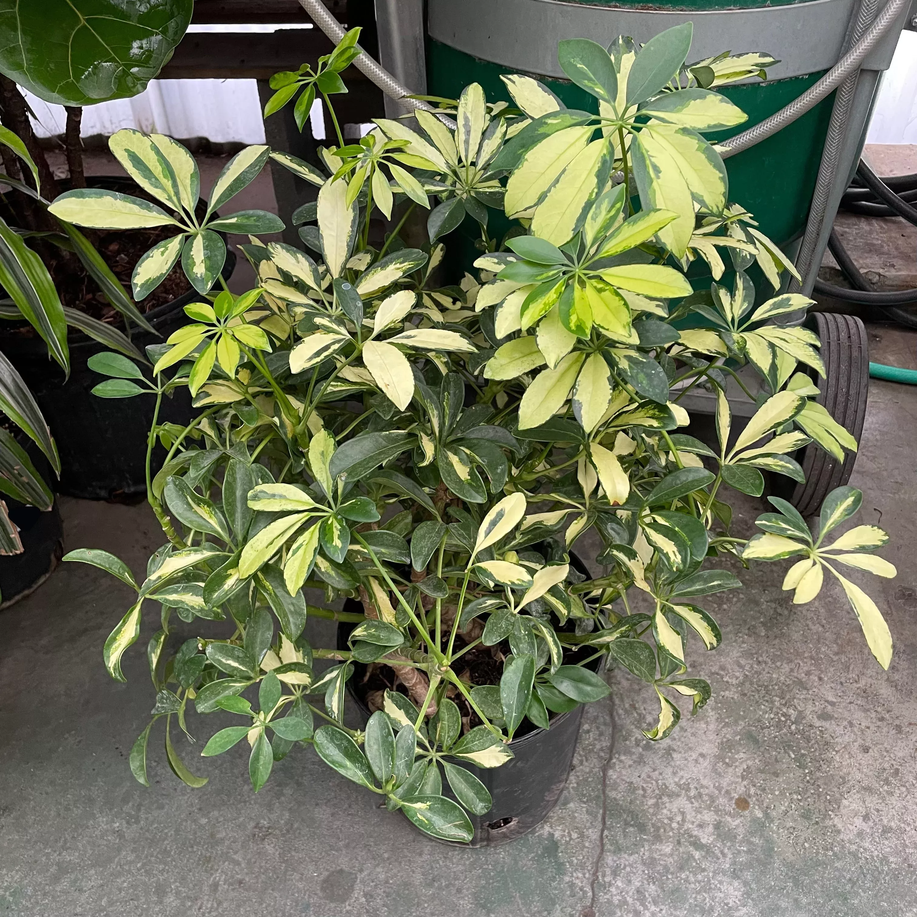 Variegated Dwarf Umbrella Plant