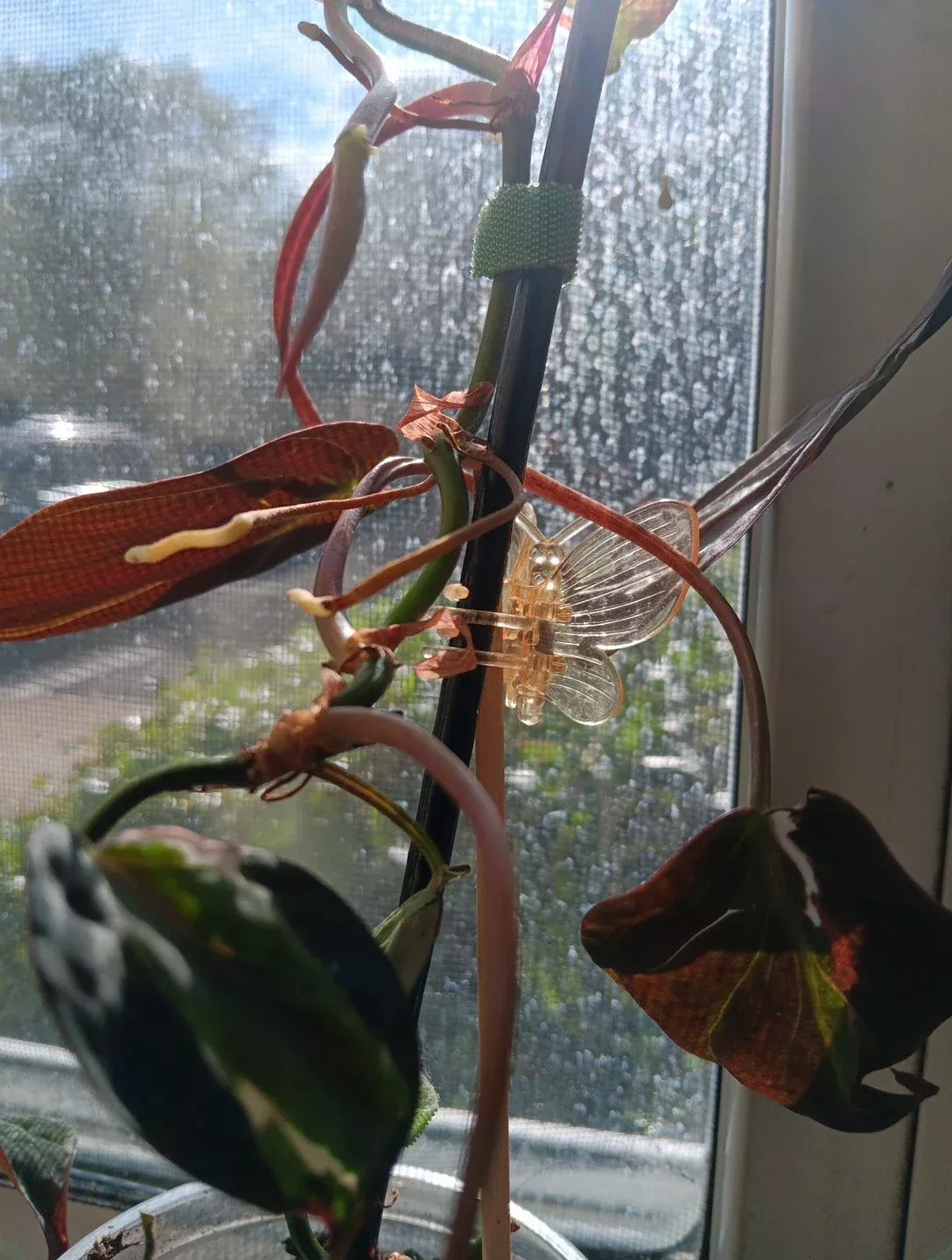 Variegated Philodendron Micans Cutting – 2 Node Unrooted Trailing Houseplant, Velvet Halo, Rare Variegation, Philodendron hederaceum