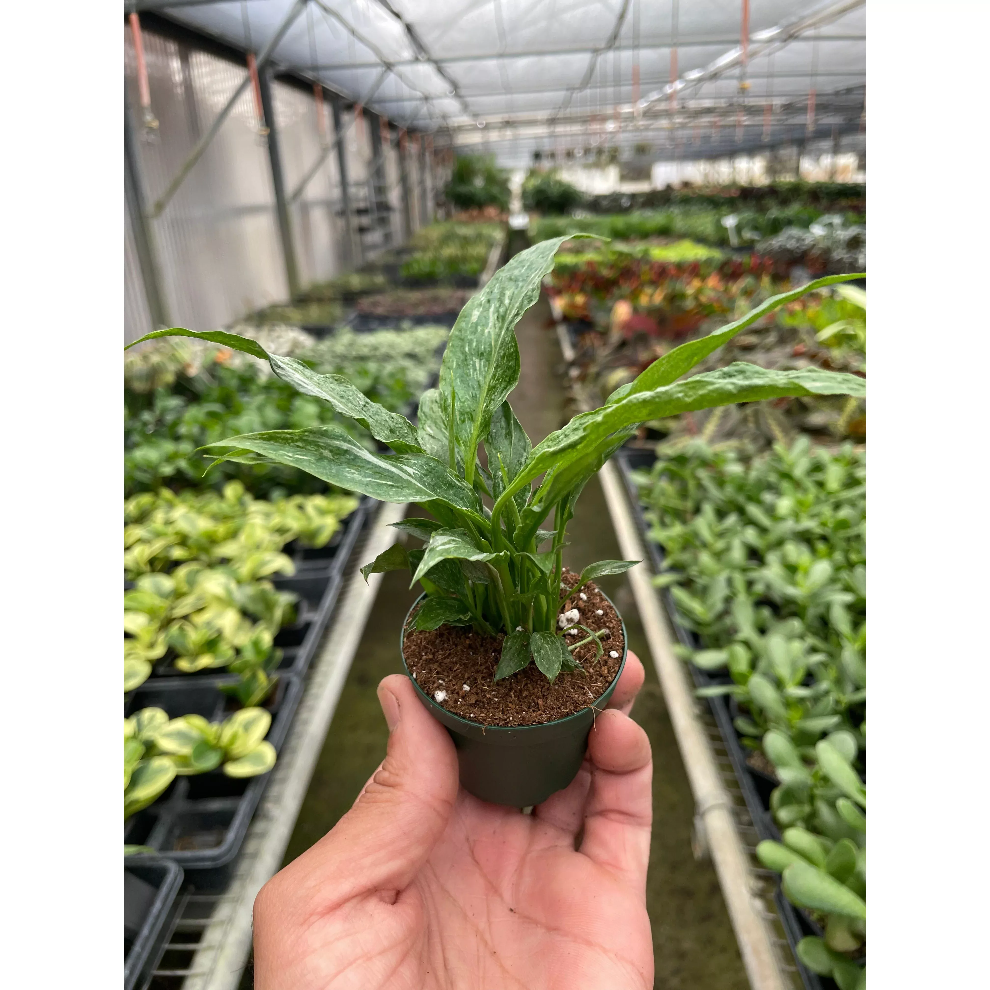 Variegated Spathiphyllum 'Domino'