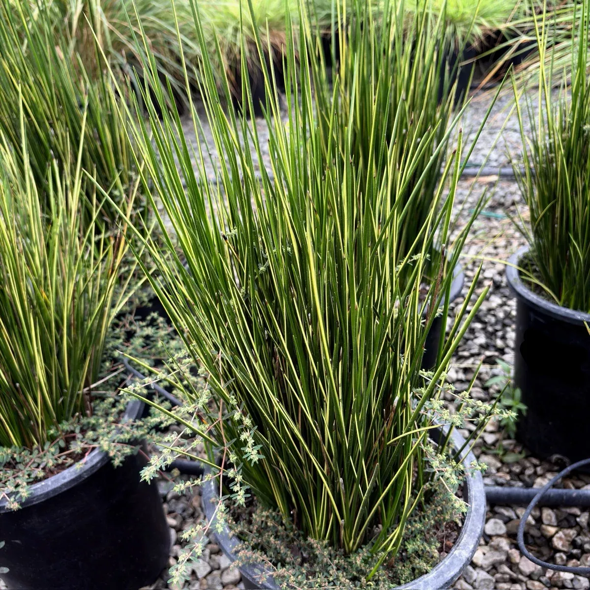 Variegated Striped Rush