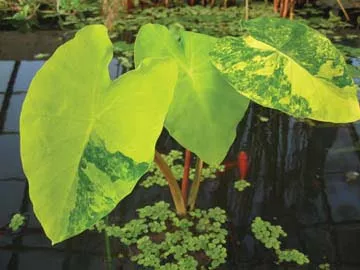 ‘Variegated Yellow Taro’ Plants