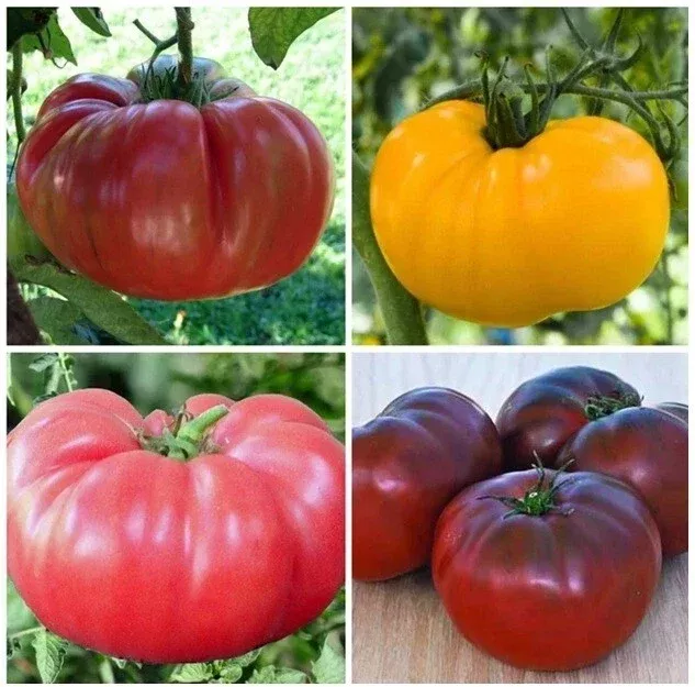 Vegetable Live Plants Lot of 3+