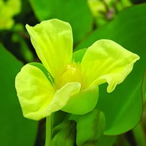 ‘Velvet Leaf’ Aquatic Plant