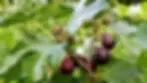 Violet de Bordeaux Fig Tree