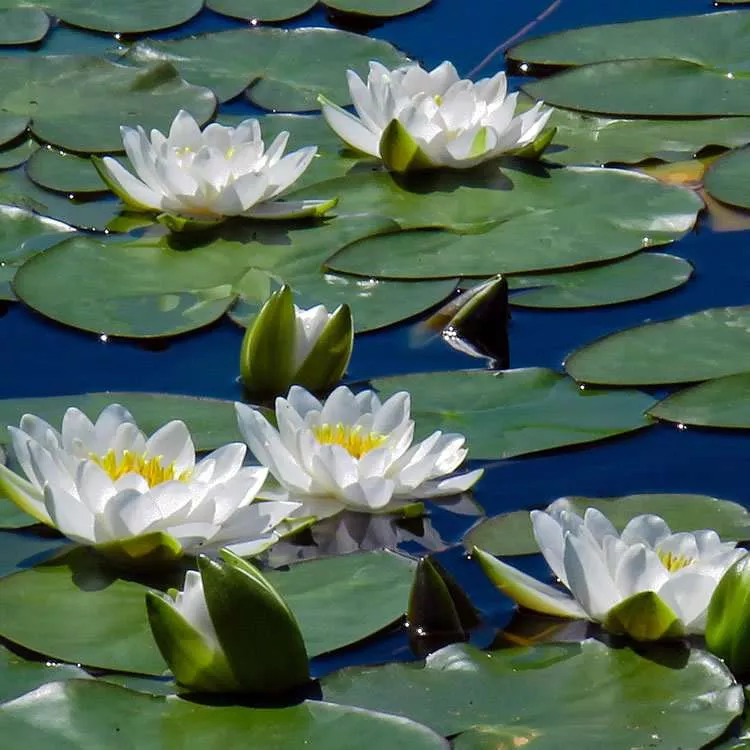 ‘Virginalis’ Hardy Water Lily