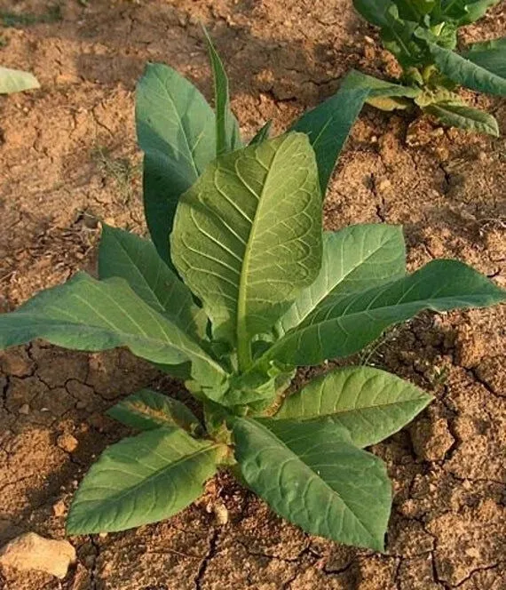Virginia Gold Organic Tobacco Seeds 500 Count