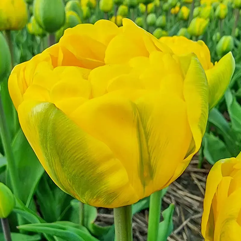 Vulcan D'Or Tulip - Breck's Flower Bulbs