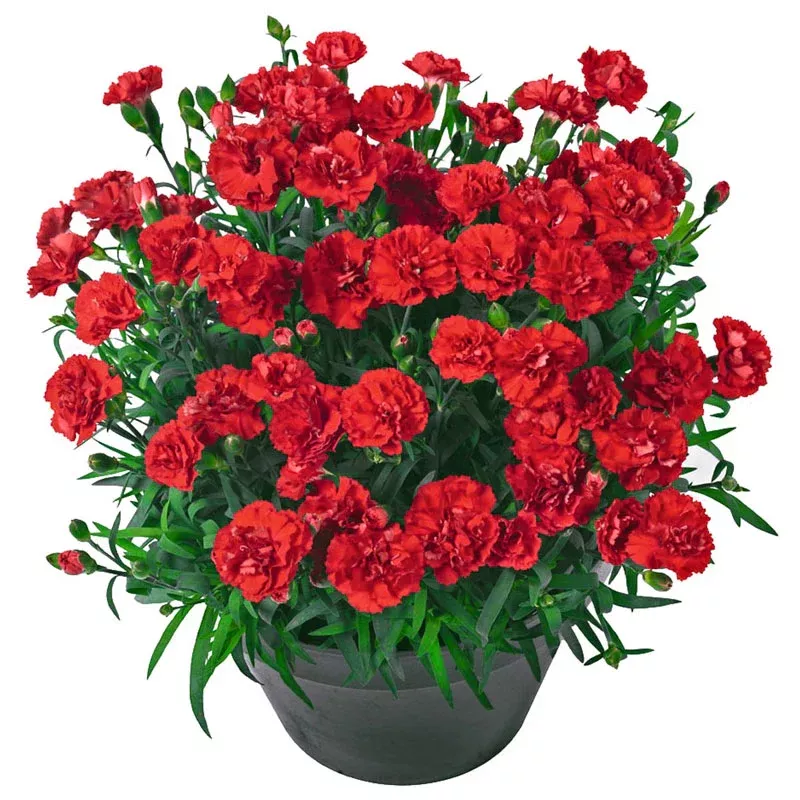 Vulcano Carnation - Breck's Flower Bulbs