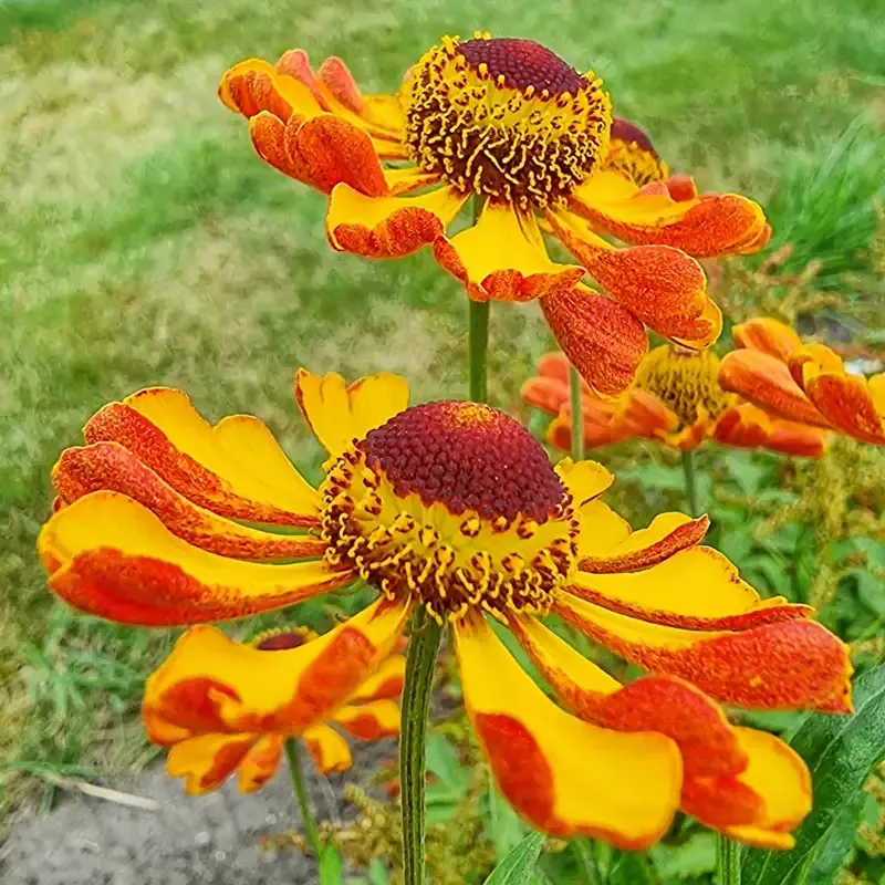 Waltraut Helenium - Breck's Flower Bulbs