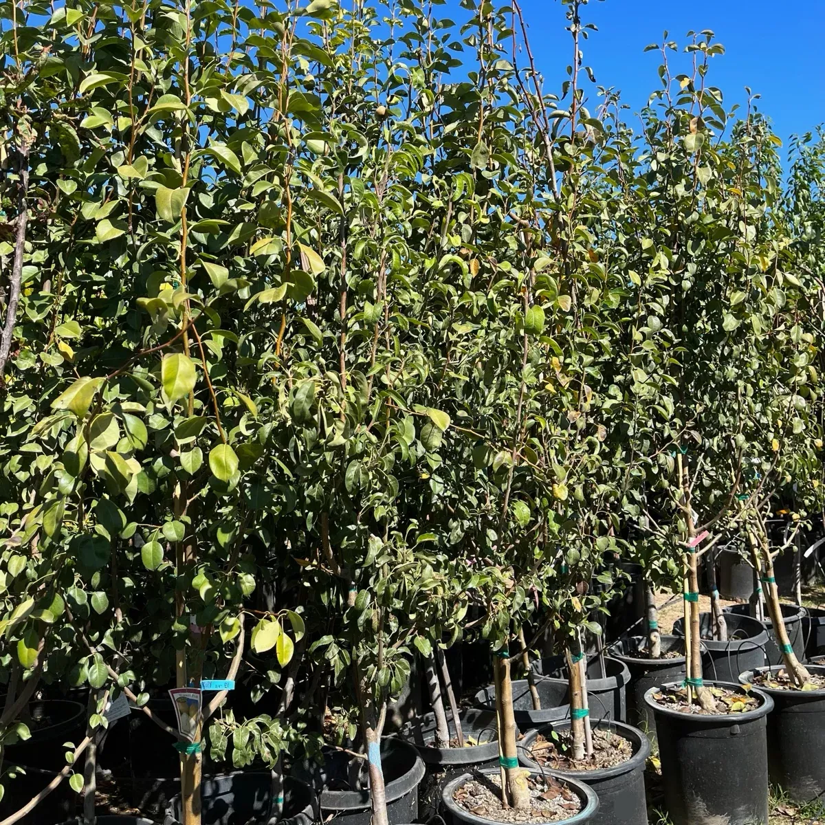 Warren Pear Tree