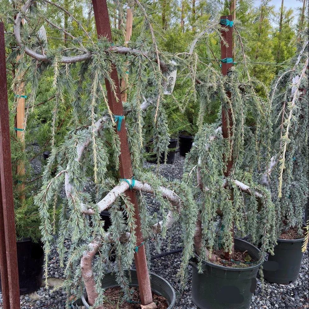Weeping Blue Atlas Cedar