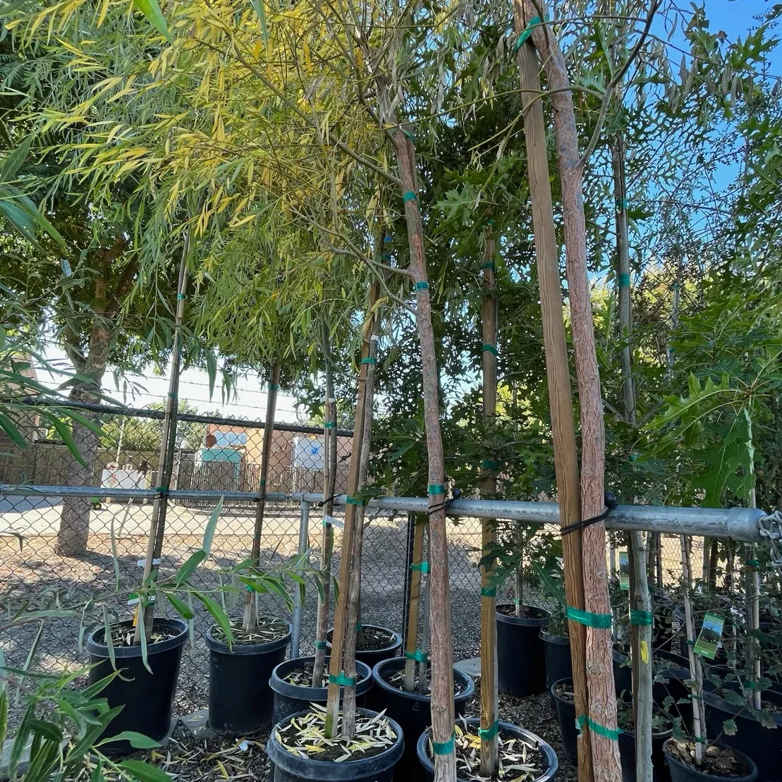 Weeping Willow