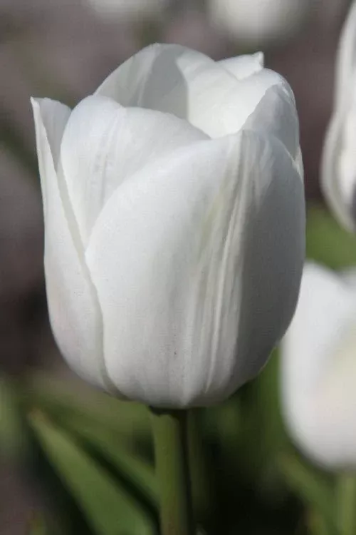 White Marvel - Tulip Bulbs