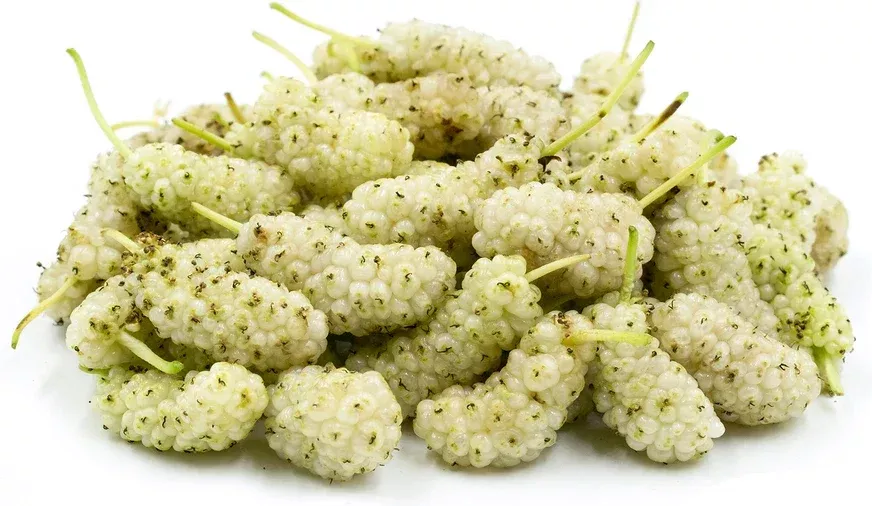 White Mulberry Cuttings 6-8