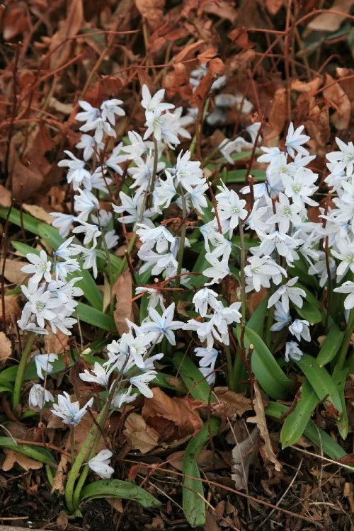 White Squill - Scilla Bulbs