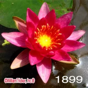 ‘William Falconer’ Hardy Water Lily