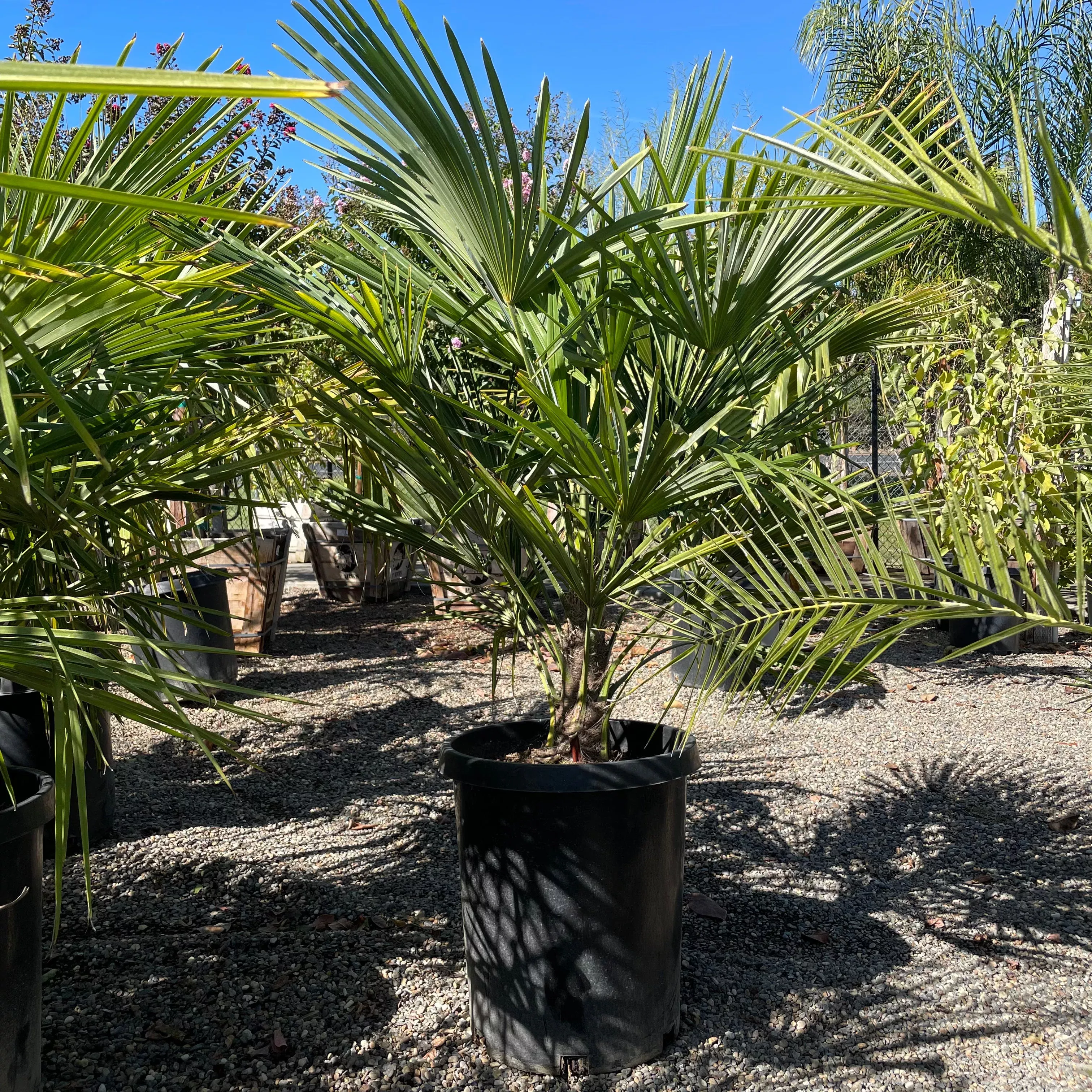 WindmillI Palm