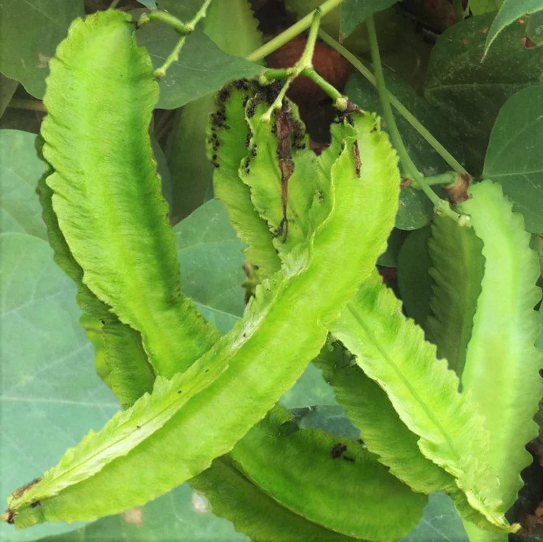 Winged Bean Seeds