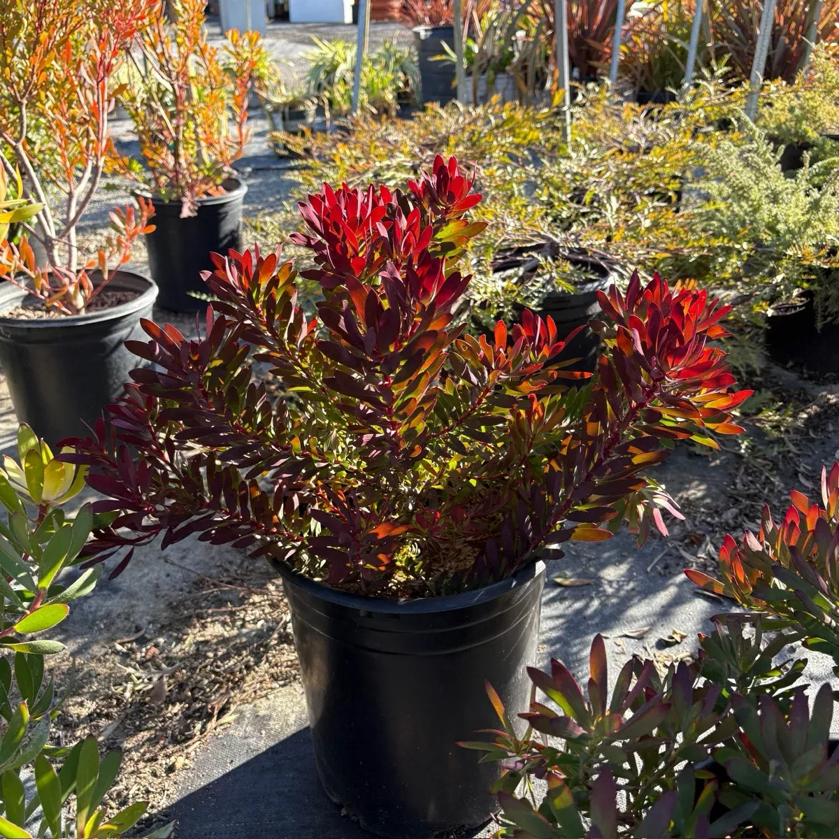 Winter Red Cone Bush