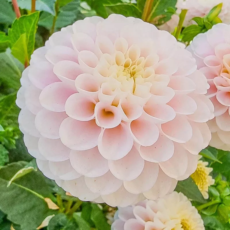 Wizard Of Lightning Dahlia - Breck's Flower Bulbs