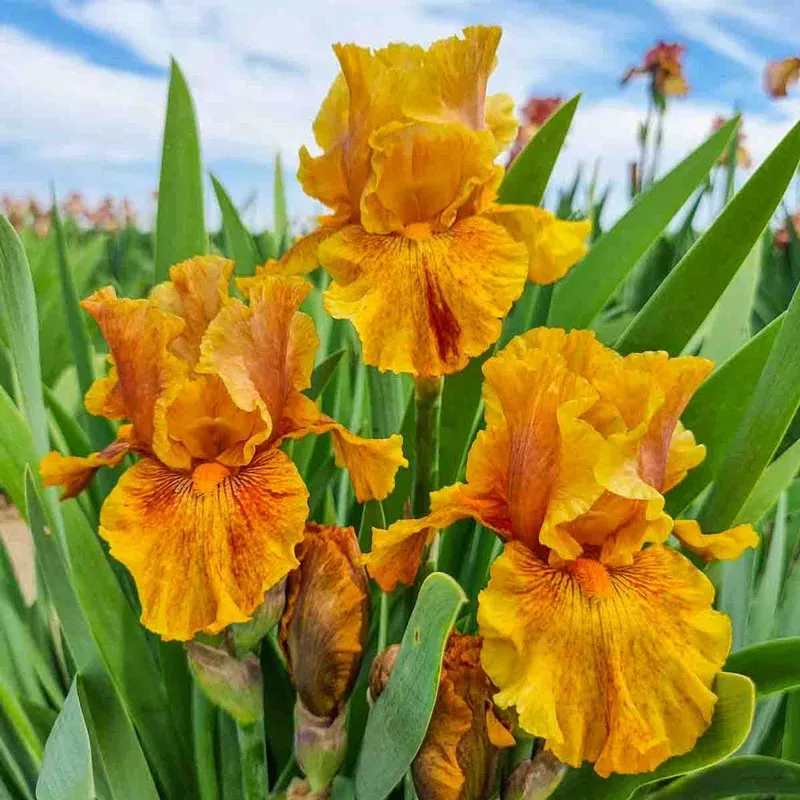 Wizard Of Odds Bearded Iris - Breck's Flower Bulbs