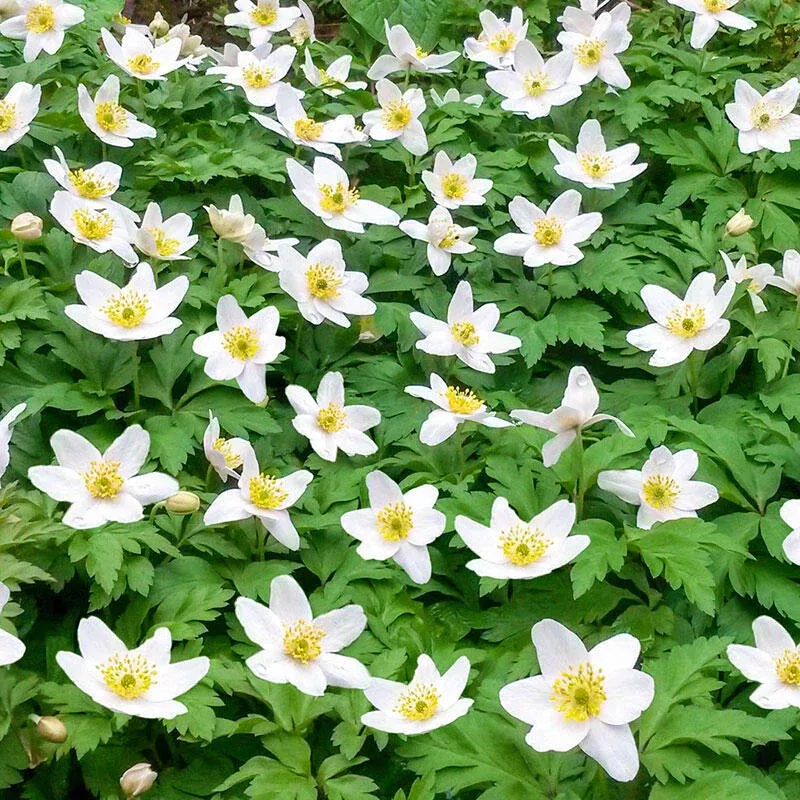 Wood Anemone - Breck's Flower Bulbs