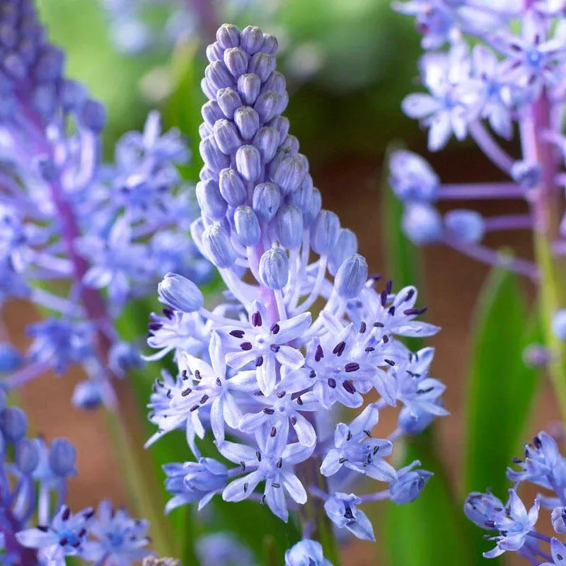 Wood Squill - Breck's Flower Bulbs