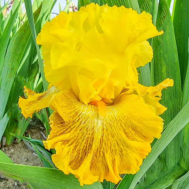 Woven Sunlight Bearded Iris - Breck's Flower Bulbs