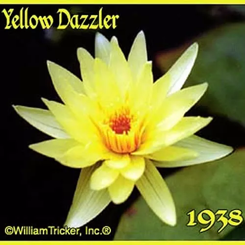‘Yellow Dazzler’ Tropical Water Lily