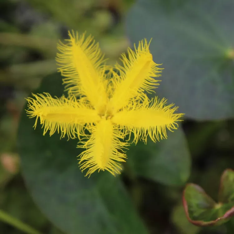 ‘Yellow-Flowered Snowflake’