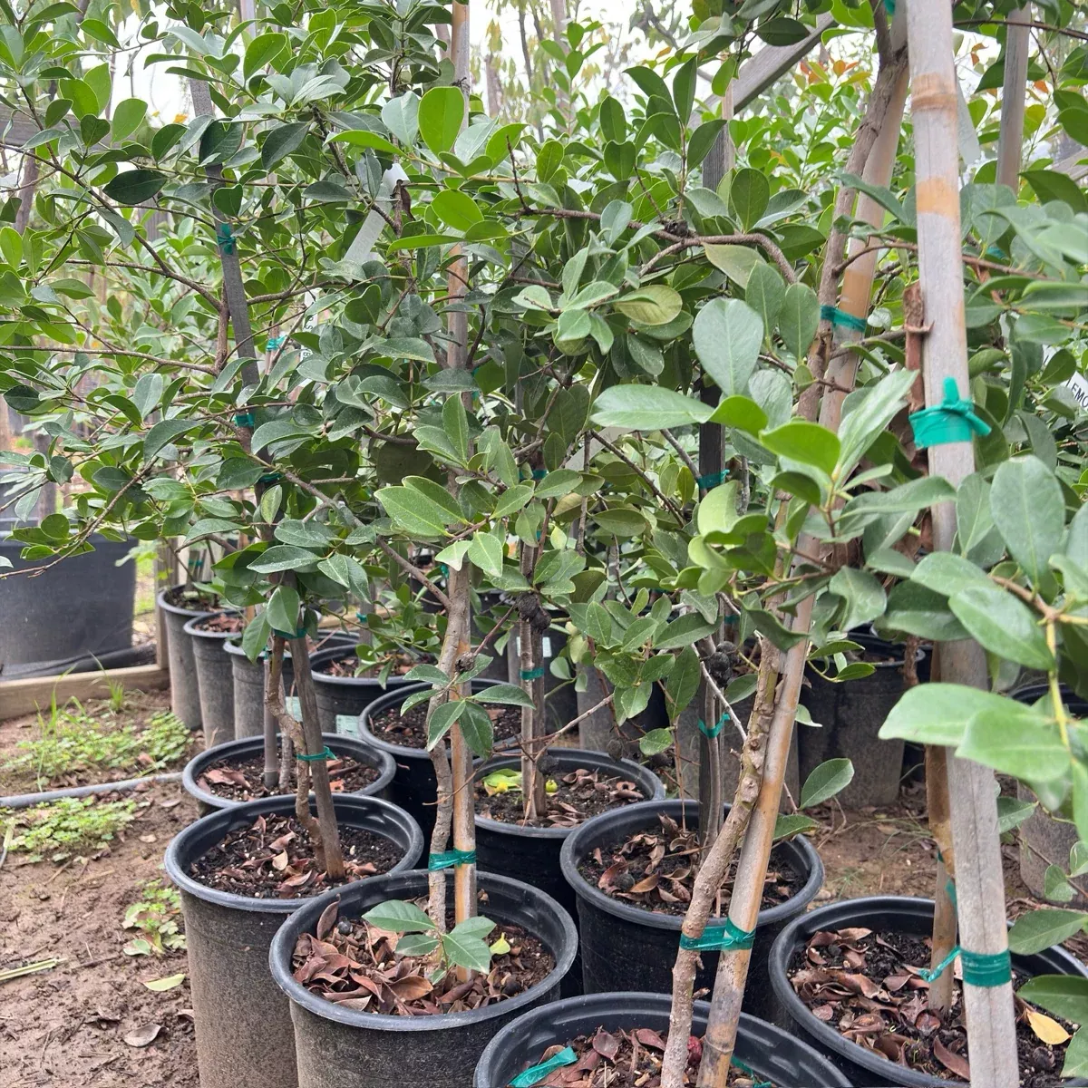 Yellow Lemon Guava