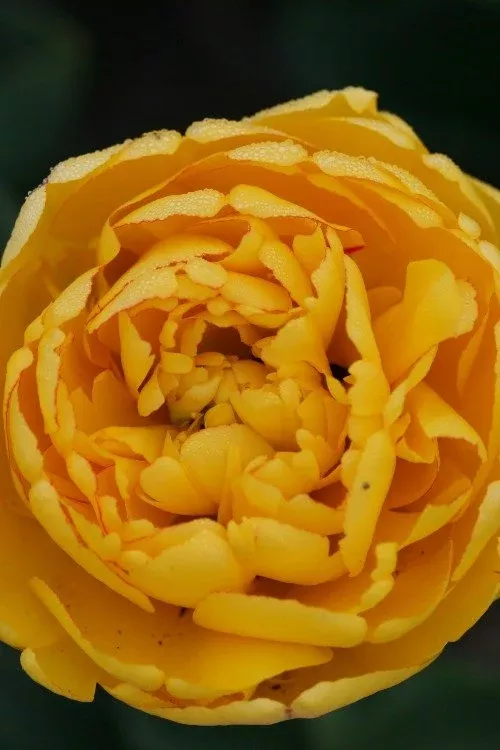 Yellow Pomponette - Tulip Bulbs