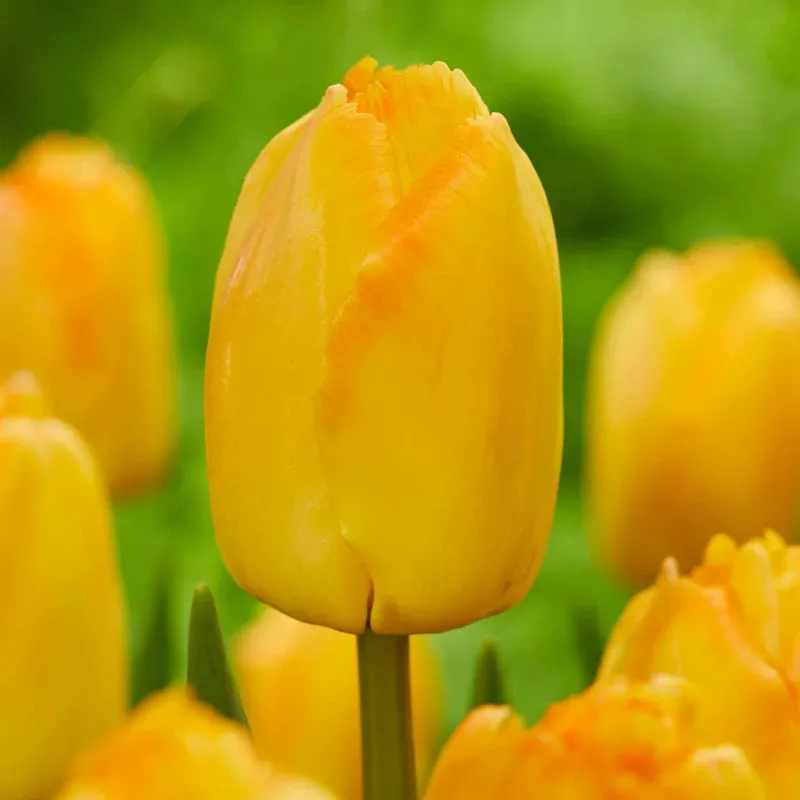 Yellow Pride Tulip - Breck's Flower Bulbs
