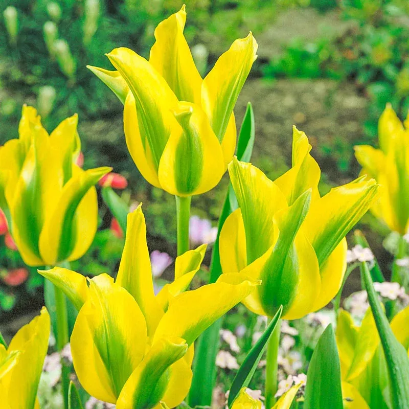 Yellow Springgreen Tulip - Breck's Flower Bulbs