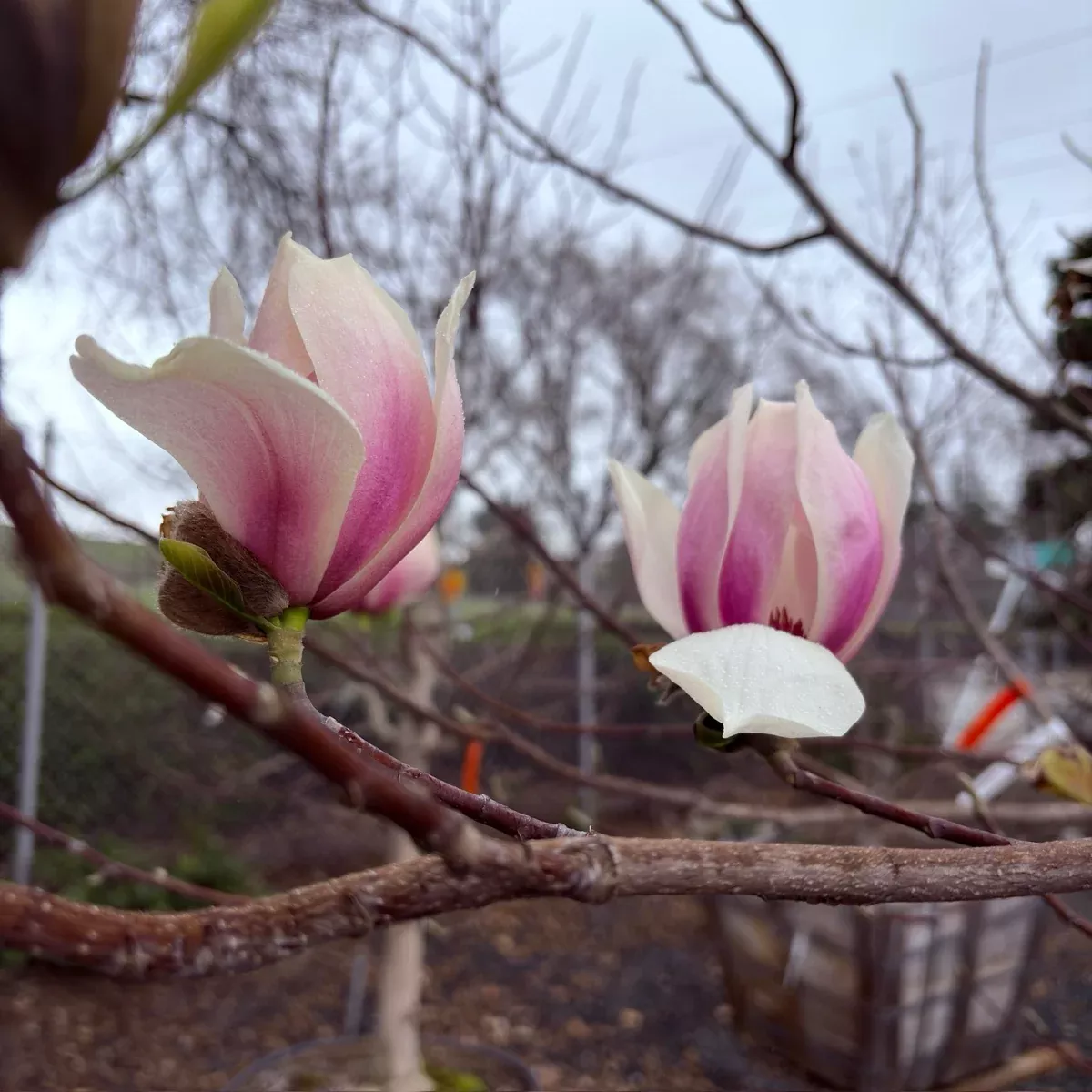 Yulan Magnolia
