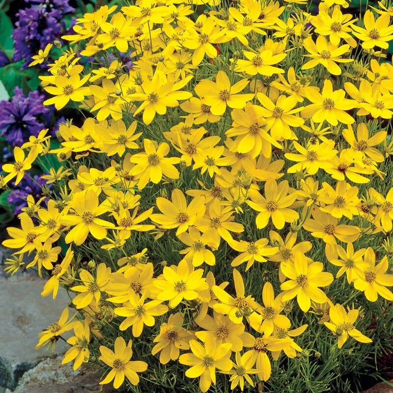 Zagreb Coreopsis - Breck's Flower Bulbs