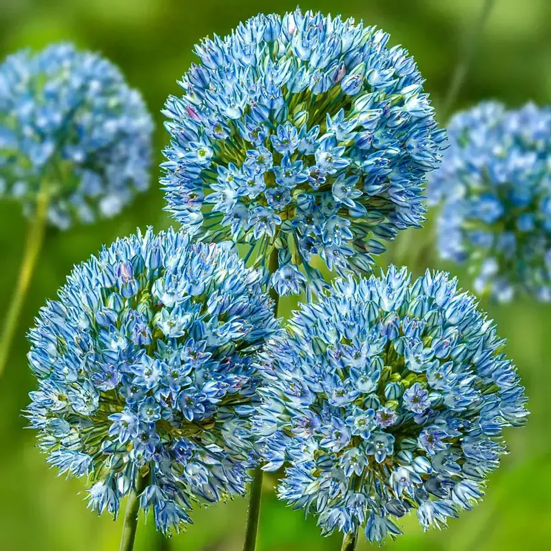 Zamin Allium - Breck's Flower Bulbs