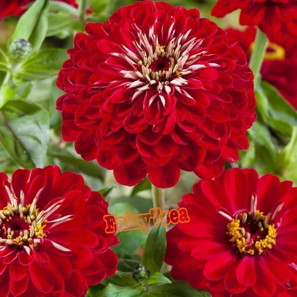 Zinnia Seeds - Dahlia Flowered Meteor Red