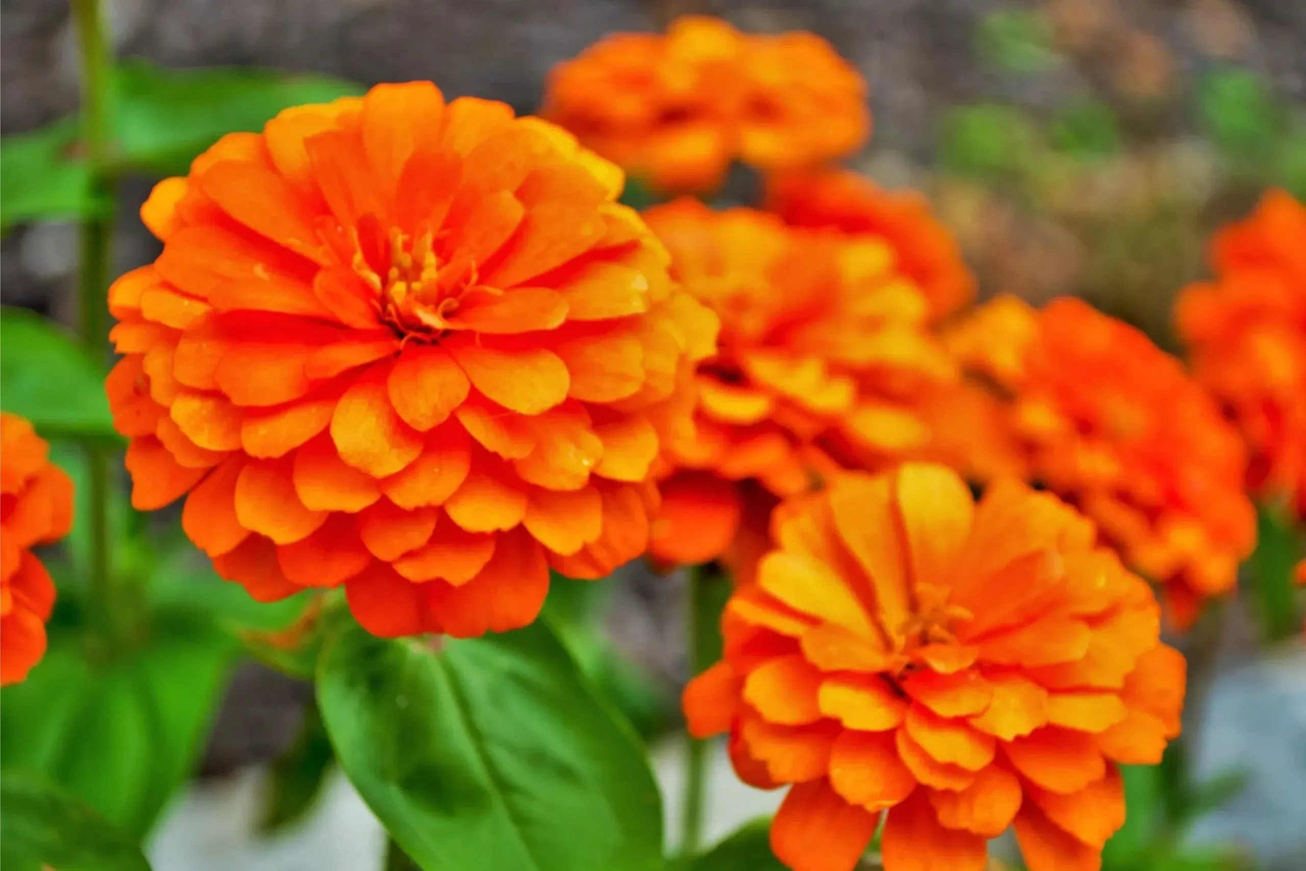 Zinnia Seeds - Giant 5