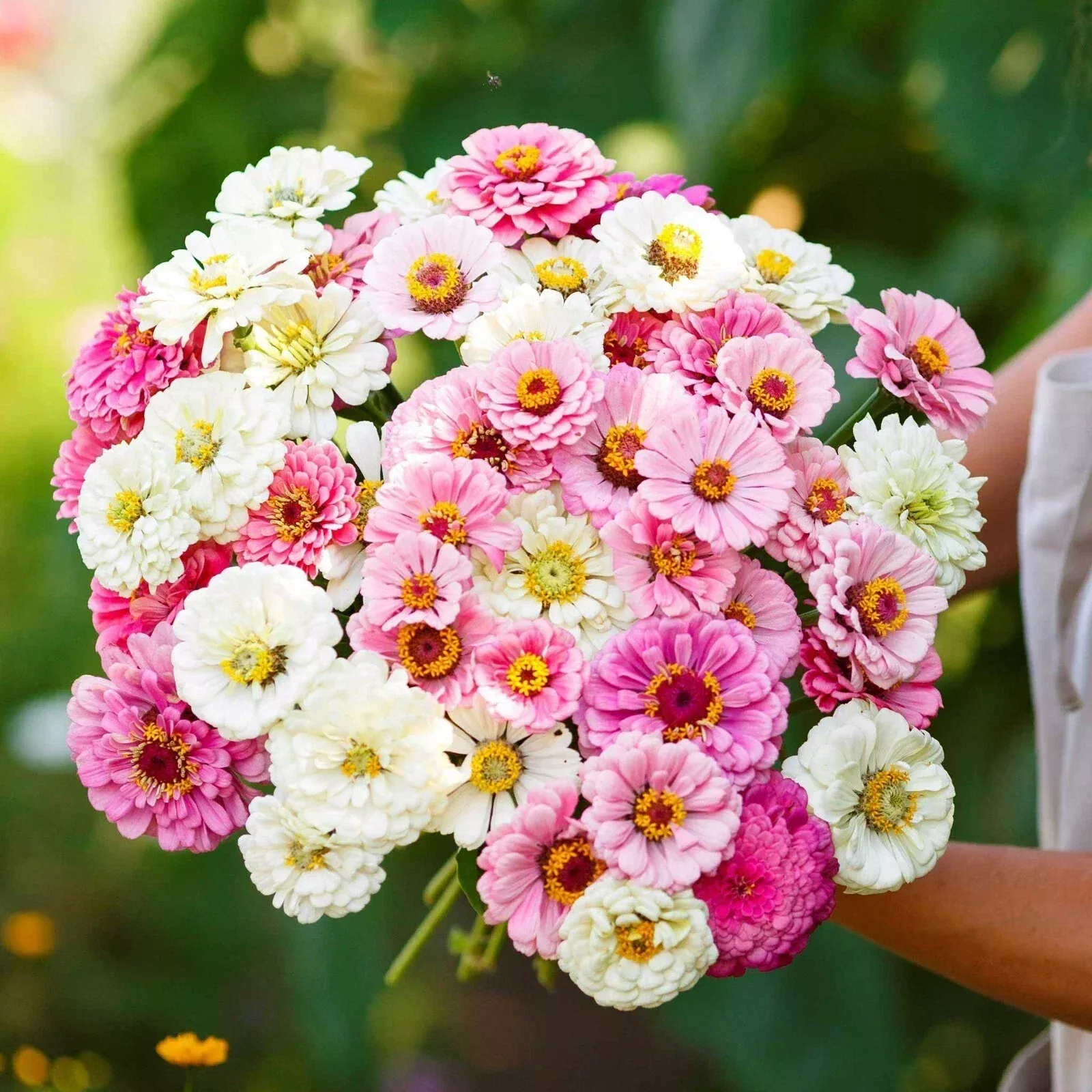 Zinnia Seeds Mix - 100+ Flower Seeds for Garden - Zinnia elegans - Vibrant Blooming Annuals - Free Shipping