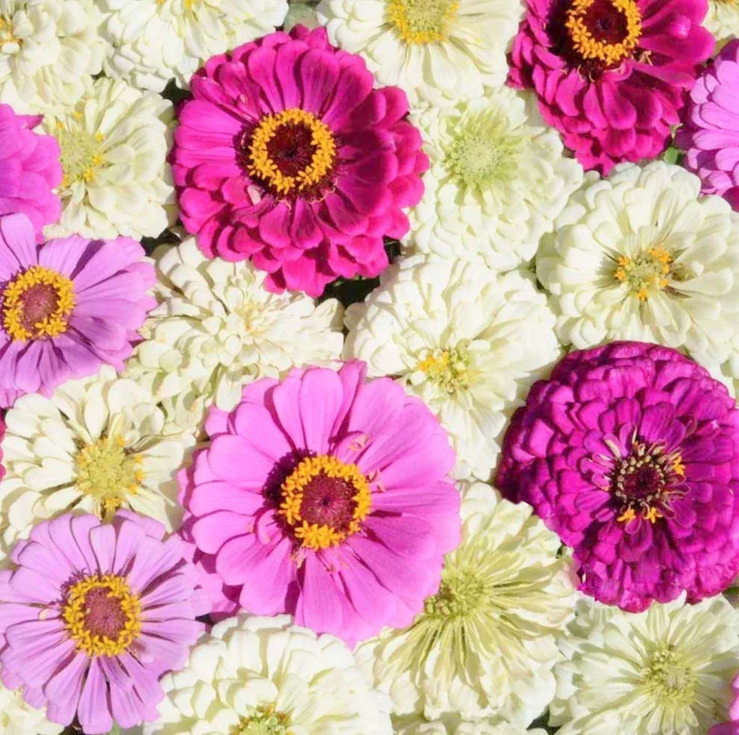 Zinnia Seeds Mix - Blueberry Cheesecake, Purple, Lavender, White Flowers - Zinnia elegans Seed Packet