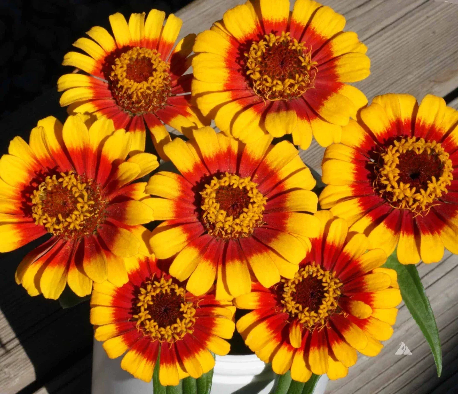 Zinnia Seeds Pack - 100+ Sombrero Variety - Bright Colorful Garden Flowers - Zinnia elegans