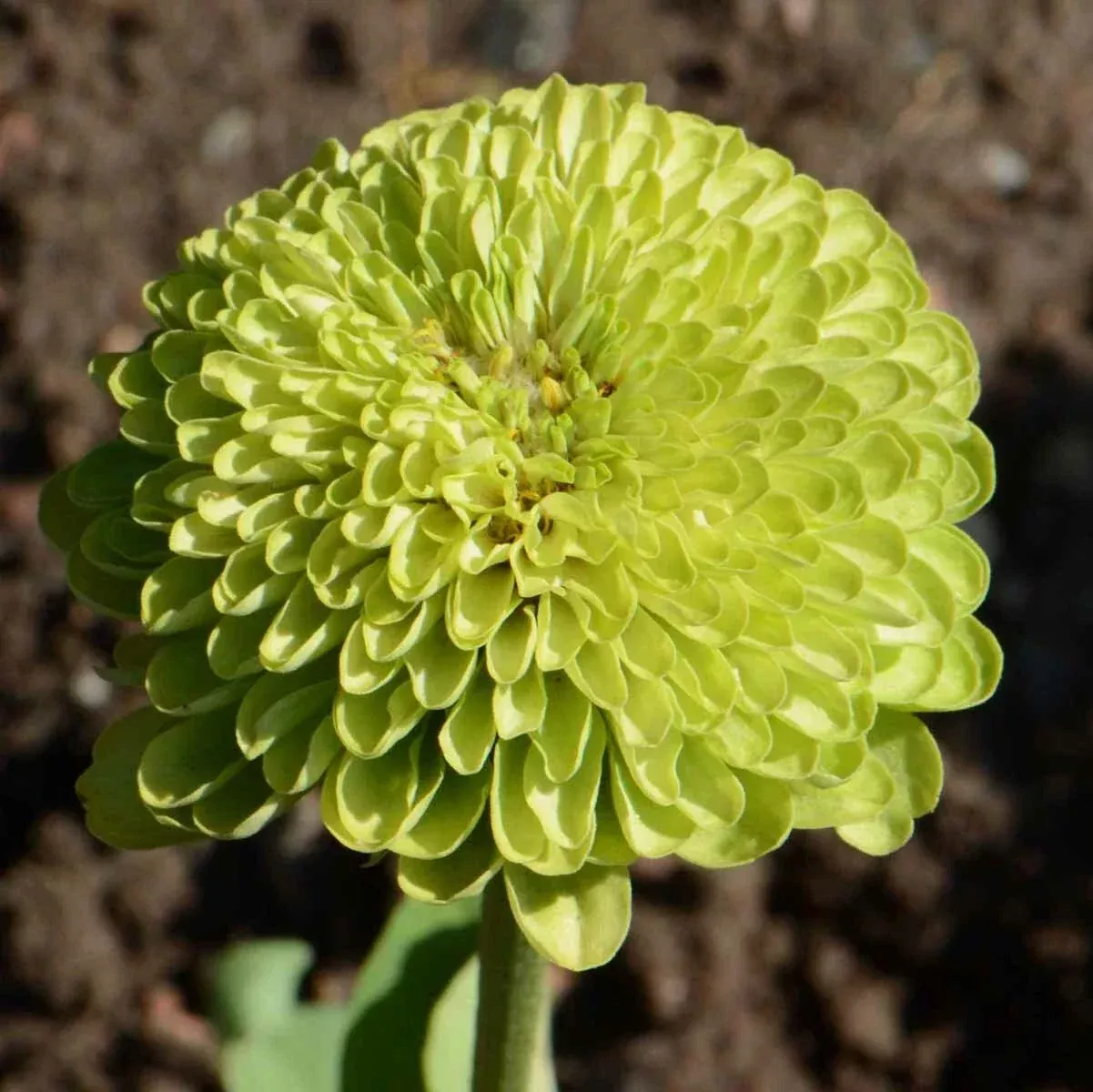 Zinnia Seeds Pack of 200