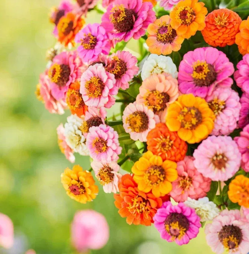 Zinnia Seeds Pack - Button Box Mix - Petite Dwarf Short - Non-GMO - Zinnia elegans - Garden Flower Seeds for Borders & Containers