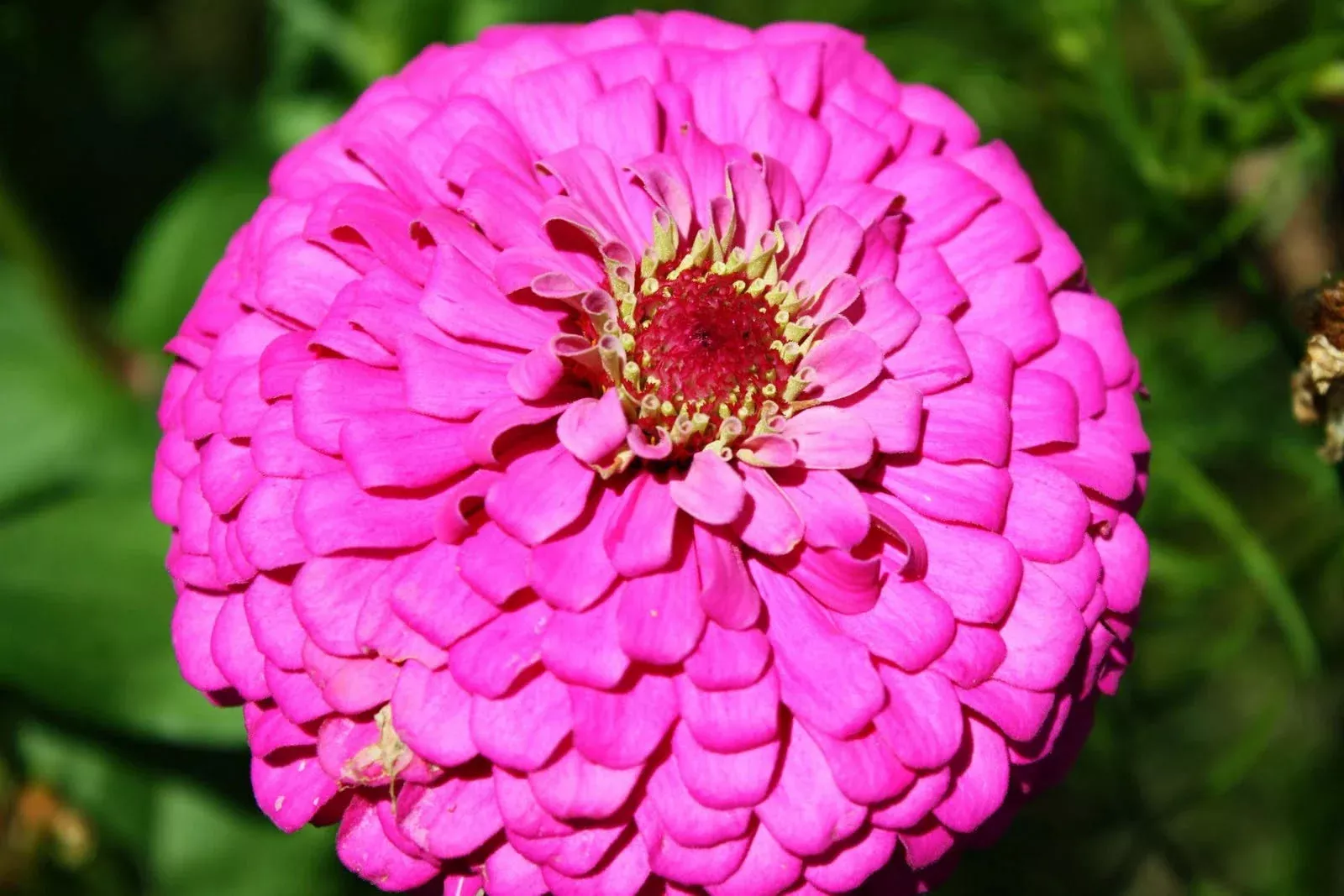 Zinnia Seeds Pink Fully Double Flower Pack of 60 Zinnia elegans Garden Flower for Borders & Containers