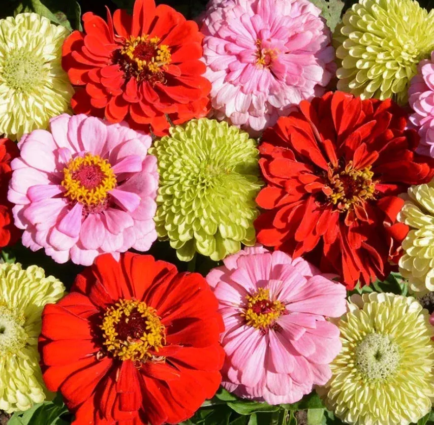 Zinnia Seeds Pink Lemonade Mix Non-GMO for Butterflies, Songbirds & Hummingbirds – 100 Seeds, Vibrant Summer Blooms
