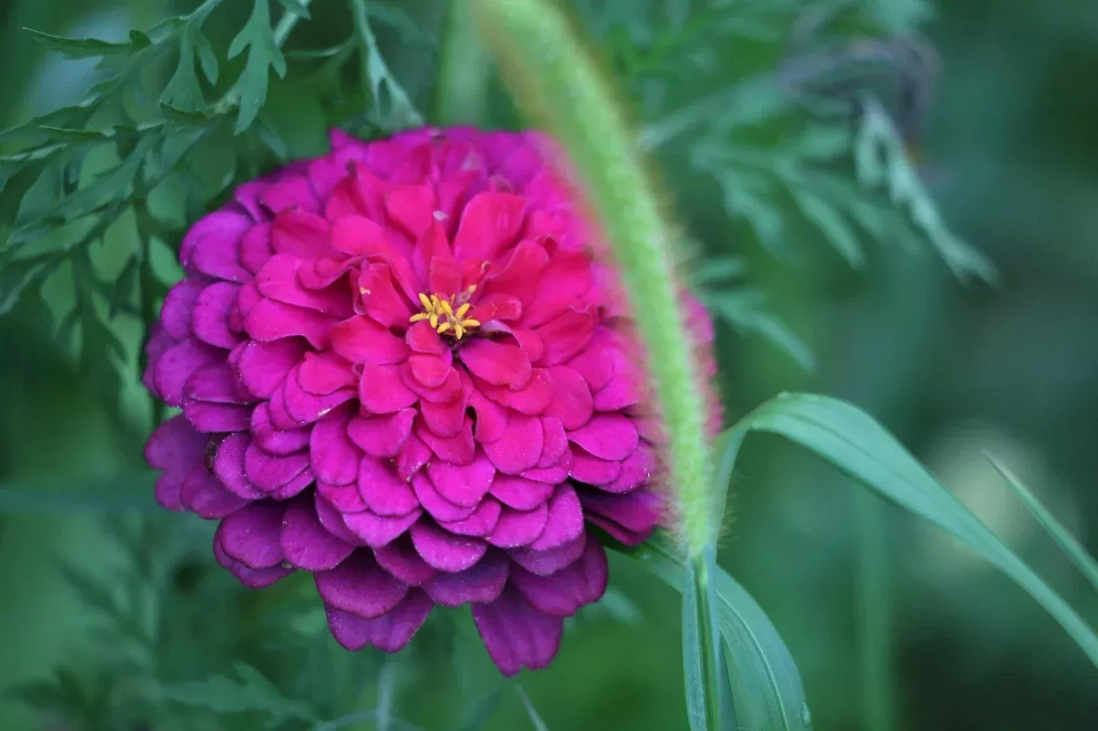 Zinnia Seeds Purple Prince Heirloom - 20+ Zinnia elegans Flower Seeds for Garden, Attracts Pollinators, Easy to Grow, US Seller