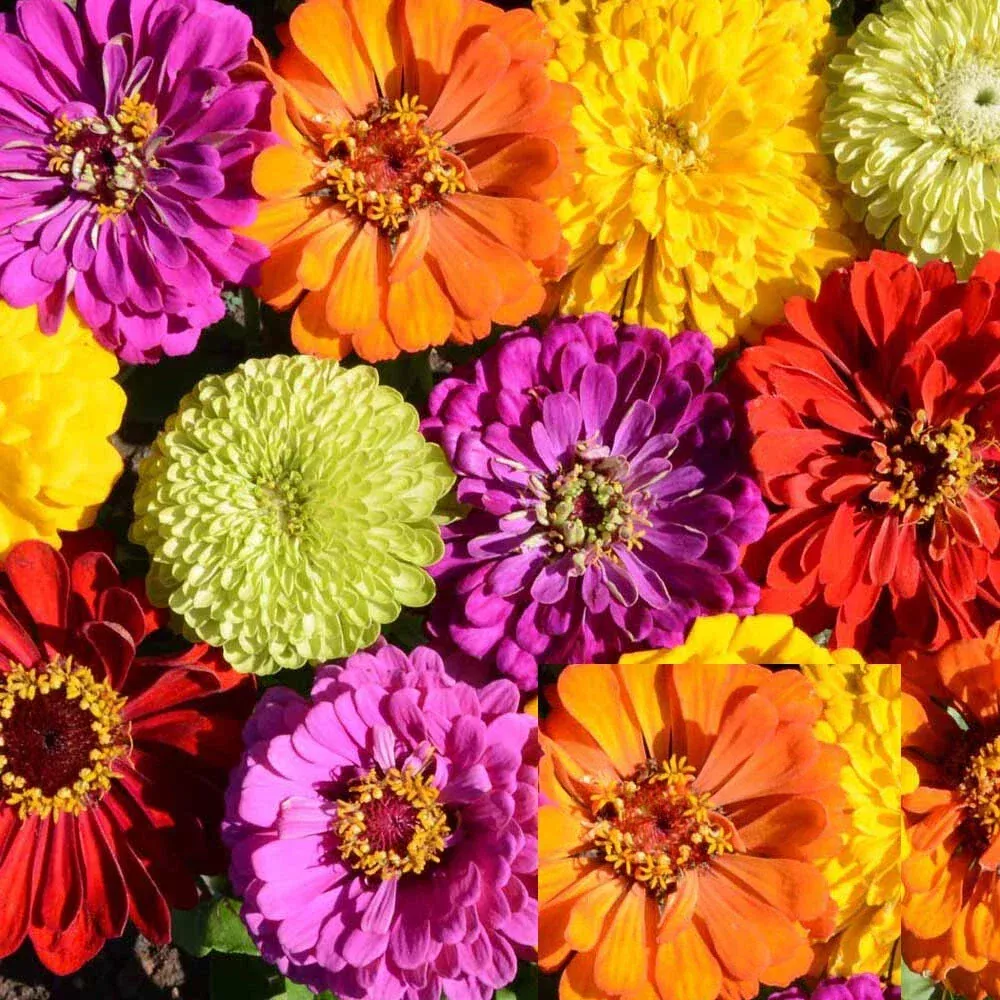 Zinnia Seeds Rainbow Mix Non-GMO Pack