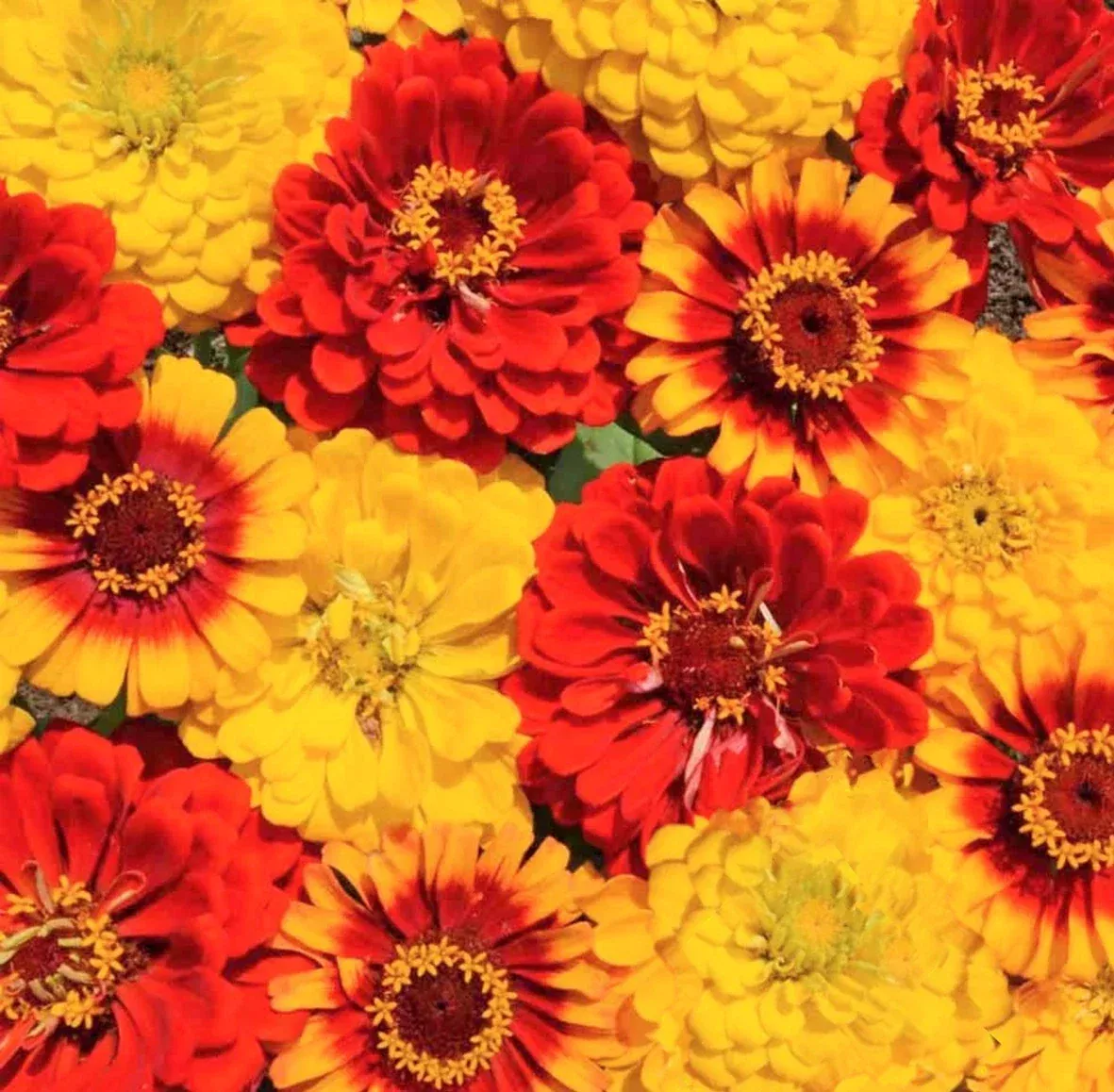 Zinnia Seeds South of the Border Mix Red Yellow Sombrero Flowers Zinnia elegans Seed Packet